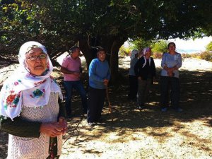 Mazgirt'teki ulu dut ağaçları tehlikede, gözler yargıda