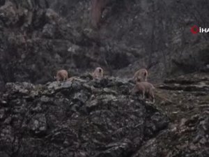 Yaban keçileri ve yiyecek arayan ayı böyle görüntülendi