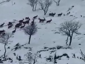 Elazığ’da dağ keçileri sürü halinde görüntülendi