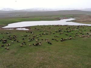 Beyaz örtünün kalkmasıyla canlanan Muş Ovası hayvancılıkla şenlendi