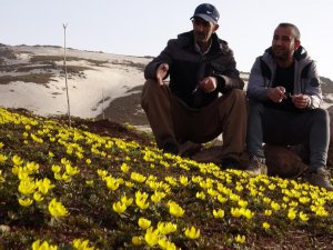 Yüksekova açan çiçeklerle sarıya büründü