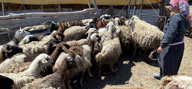 Devletten aldığı hibeyle sürü sahibi olan kadın, köye yerleşti