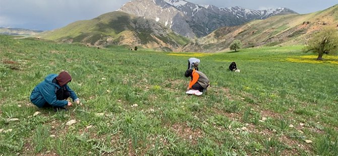 Doğaseverler dağlara çıkıp pancar ve şifalı ot topladı