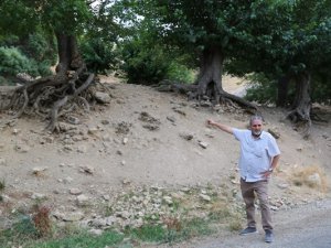 Mahkeme onay verdi: Ulu dut ağaçları tehlikede