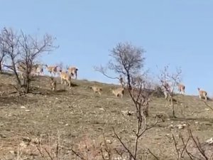 Elazığ’da yaban keçi sürüsü görüntülendi