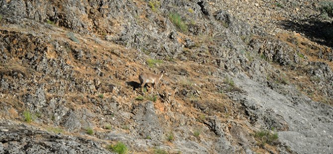 Bağın Vadisi'ndeki yaban keçilerinin sayısı yeni yavrularla artıyor