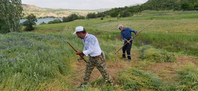 Tırpancıların köylerde ot biçme mesaisi başladı