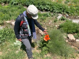 Dersim’de bitki envanteri çıkarılıyor