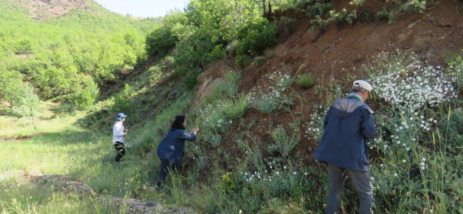 Dersim’de bitki envanteri çıkarılıyor