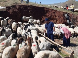 Hakkari'de kurbanlıklar sağlık taramasından geçirildi