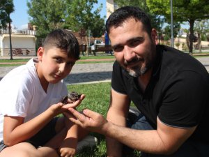 Yolda buldukları yaralı Ebabil kuşunu tedavi edip HAYDİ ekiplerine teslim ettiler