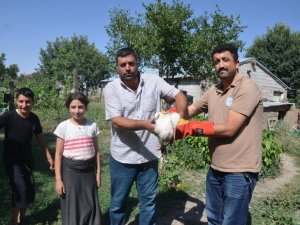 Muş’ta yuvadan düşen leylek yavrusu tedaviye alındı