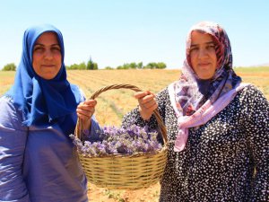 Gelin ve görümce sırt sırta verdi, ektikleri lavanta bahçesinden ilk hasat alındı