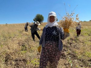 Pertek’in Tanz köyünde Yerğat buluşması