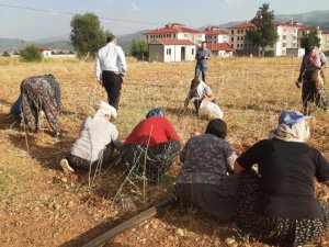 Dersim'de sarımsak hasadı