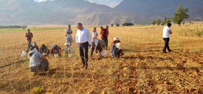 Dersim'de sarımsak hasadı