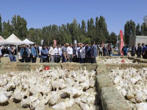 Ağrı’da 5 bin adet kaz palazı üreticiye dağıtıldı