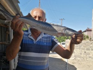 Bu balığın yumurtası 2 milyona kadar çıkıyor