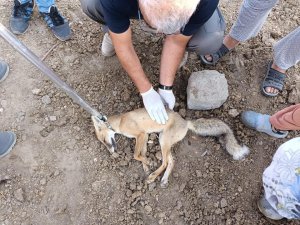 Iğdır'da bulunan felçli tilki tedavi altına alındı