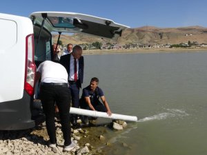 Van’da 1 milyon balık göllere bırakıldı