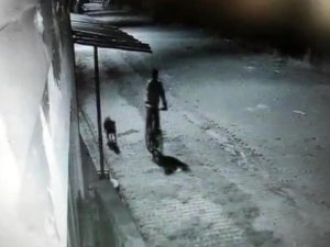 Iğdır’da pitbull cinsi köpek ile hırsızlık