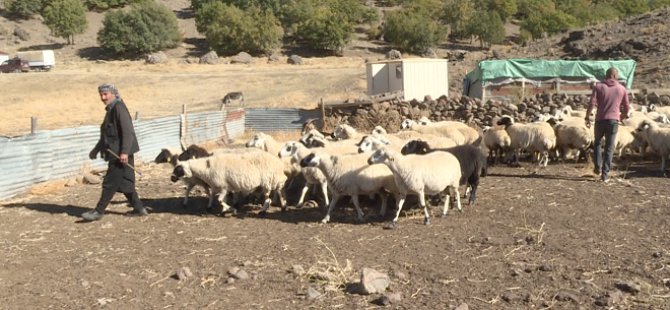 Sürü sahipleri yem fiyatları ve çoban fiyatlarıyla boğuşuyor