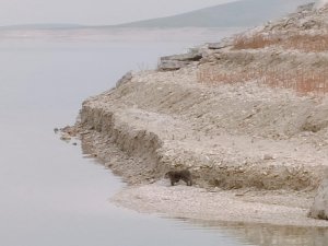 Dersim’de nesli tükenme altında olan su samuru görüldü