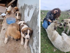 Sokak hayvanları için çözüm kısırlaştırma