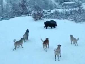 Yerleşim yerine inen domuzlarla köpekler site bahçesini paylaşamadı