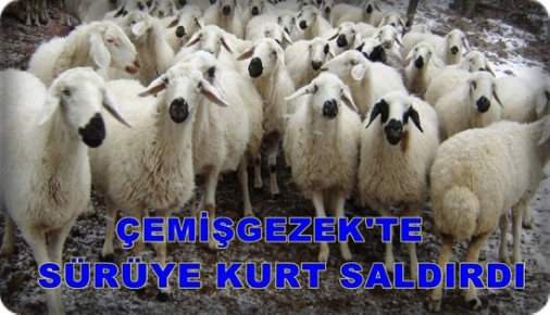 Çemişgezek’te Kurtlar Sürüye Saldırdı