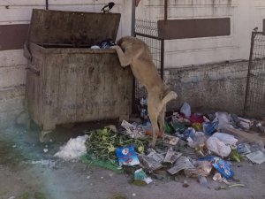 Belediye, çöp alımına saat: 11.00’de başlayacak!