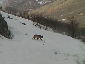 Yaban hayatı fotokapanlarda