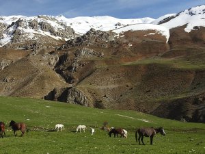 Yılkı atları bahara “merhaba” dedi