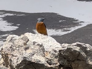 Taşkızılı kuşu Dersim’de görüntülendi