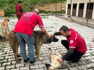 Hozat’ta sokak hayvanları için kısırlaştırma