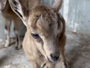 Anneleri ölen yavrular için süt anne bulundu