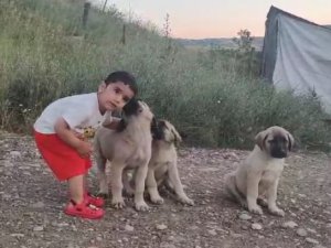 Minik Dorşin’in yavru köpeklerle sevimli dostluğu