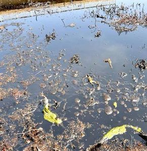 İdil Deresi'ne petrol sızıyor