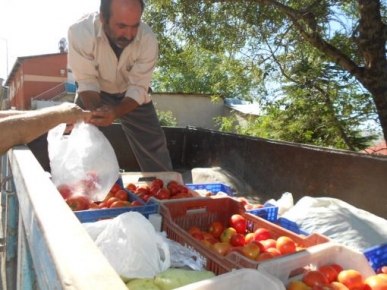 Çemişgezek yerli domatesi pazara indi