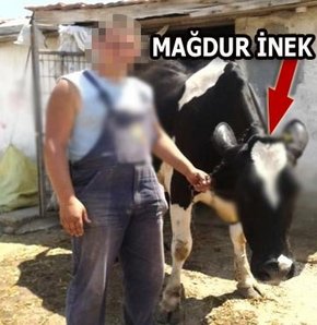 İneğim mağdur ben şikayetçiyim!