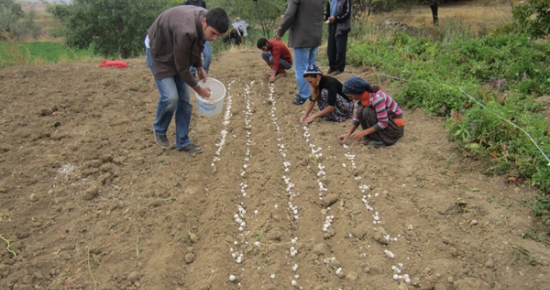 Tunceli Sarımsağı tarla koşullarında yetişecek!