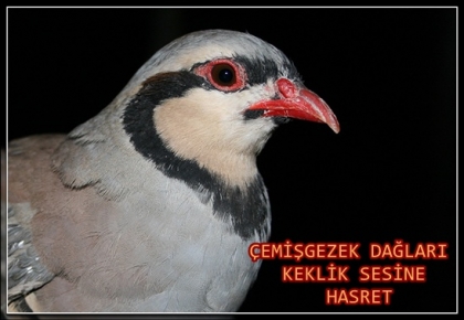 Çemişgezek, Keklik Sesine Hasret Kaldı