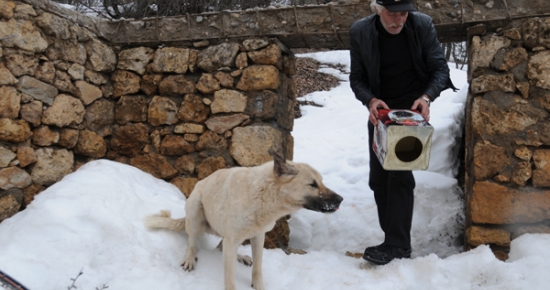 YİYECEK ARAYAN KÖPEĞİN KAFASI TENEKEYE SIKIŞTI