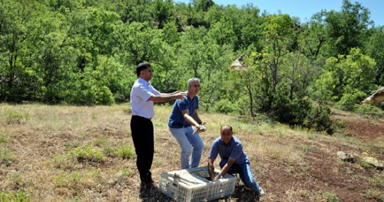 Tunceli'de Doğaya 400 Keklik Bırakıldı