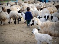 Çemişgezek’te koyun ve kuzuların renkli buluşması