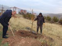 Çemişgezek ilçesinin girişi dut ağaçlarıyla süsleniyor