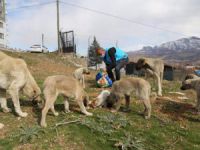 Sokak hayvanlarına vefa