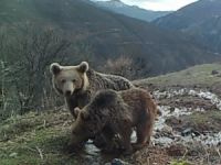 2 bozayı fotokapan tarafından görüntülendi