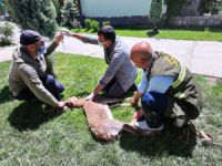 Tellere takılan yaban keçisi tedavi altına alındı