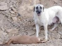 Yaban keçileri şimdi de başıboş köpeklerin hedefinde